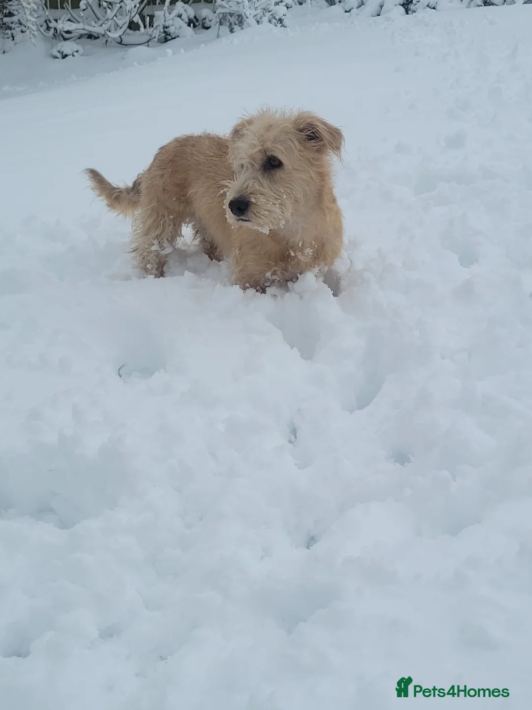 Glen of Imaal Terrier dogs for sale: Maximum dog in minimum frame! - Advert 19