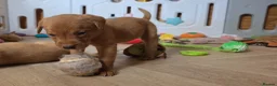 Labrador Retriever dogs for sale: 10 FOX RED KC LABS WITH HEALTH TESTED PARENTS - Advert 17