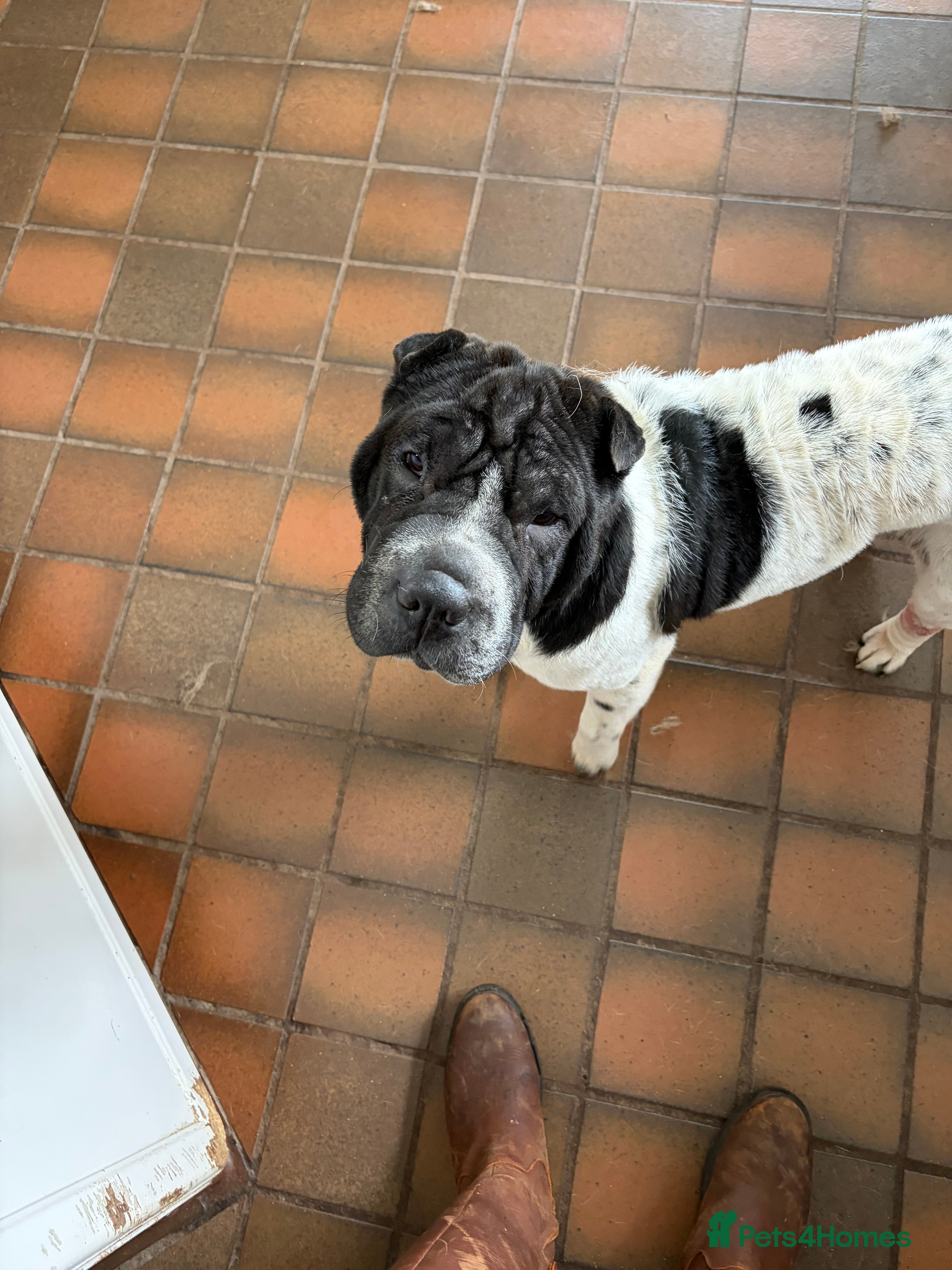 Shar Pei dogs Stunning Shar Peis Looking for Their Forever Homes - Advert 2