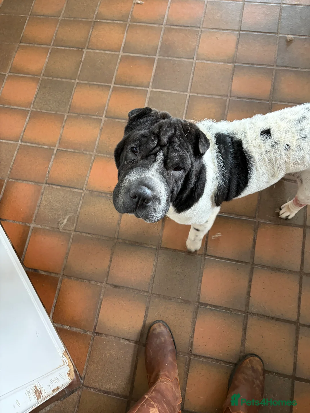 Shar Pei dogs for sale: Stunning Shar Peis Looking for Their Forever Homes in Cupar - Advert 2