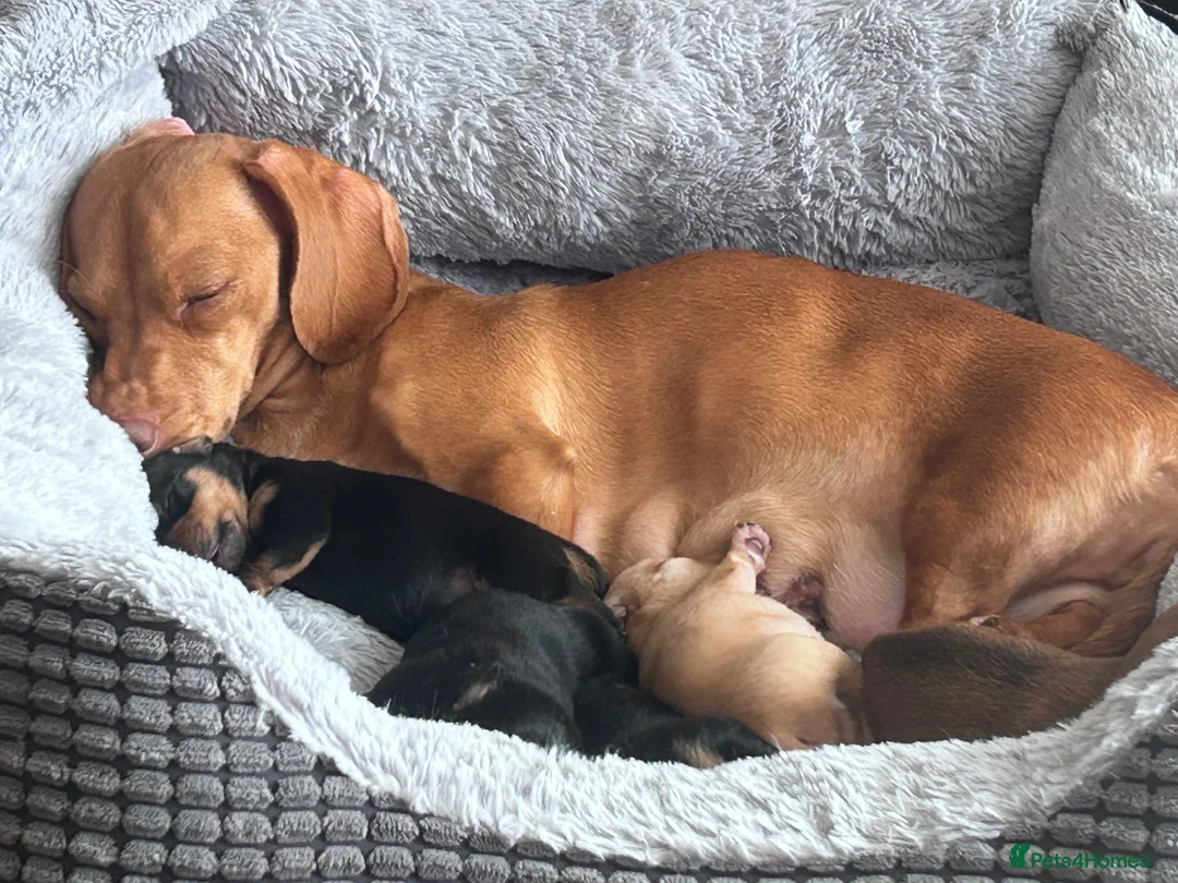 Mixed Breed dogs for sale: Miniature dashchundxminature dashchundxPomeranian  in Southampton - Advert 3