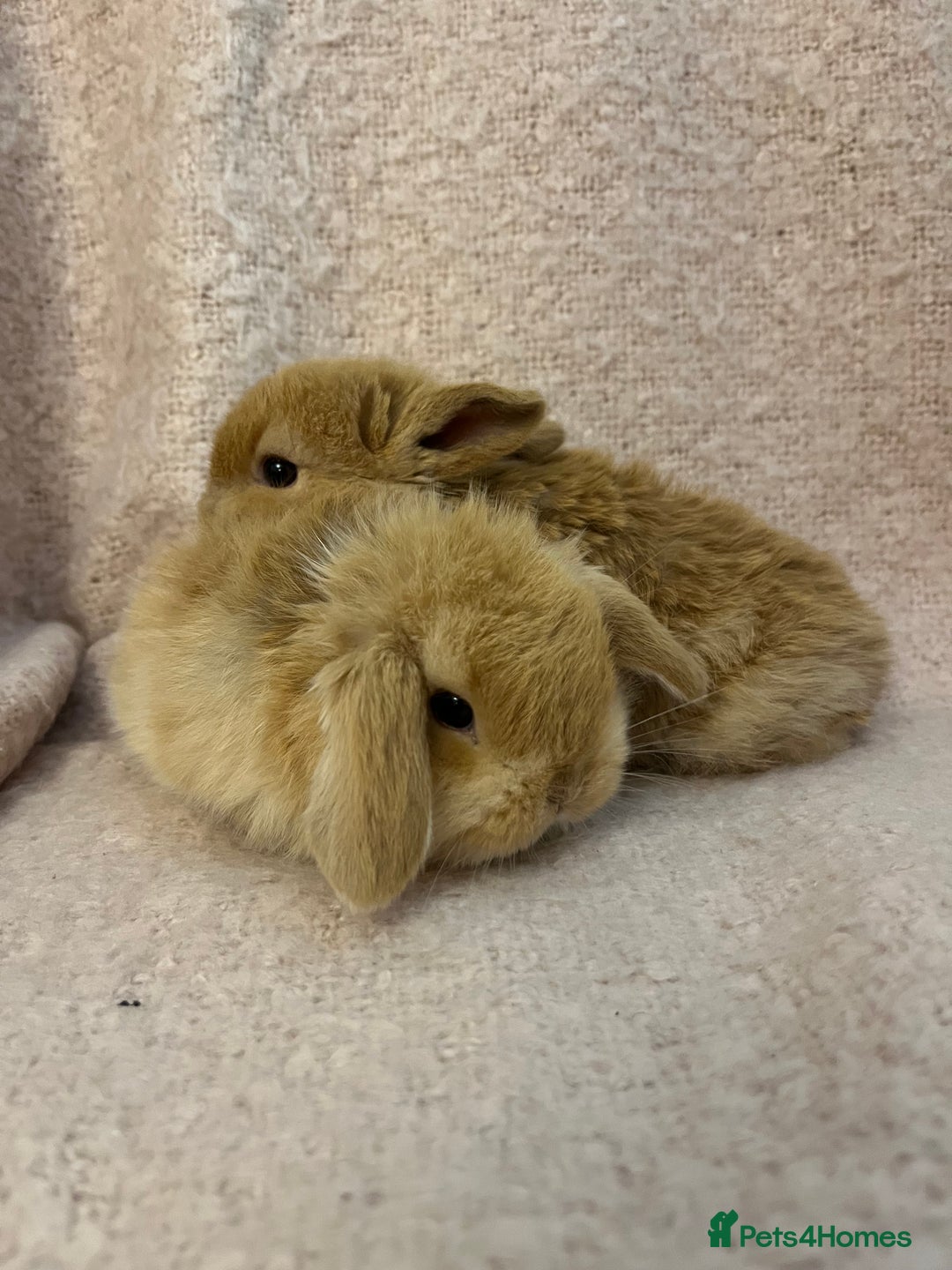 Mini Lop rabbits for sale: Gorgeous mini lops  - Advert 21