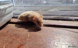 Hamster rodents for sale:  **last 2 now reserved *** Baby syrian hamsters  - Image 6