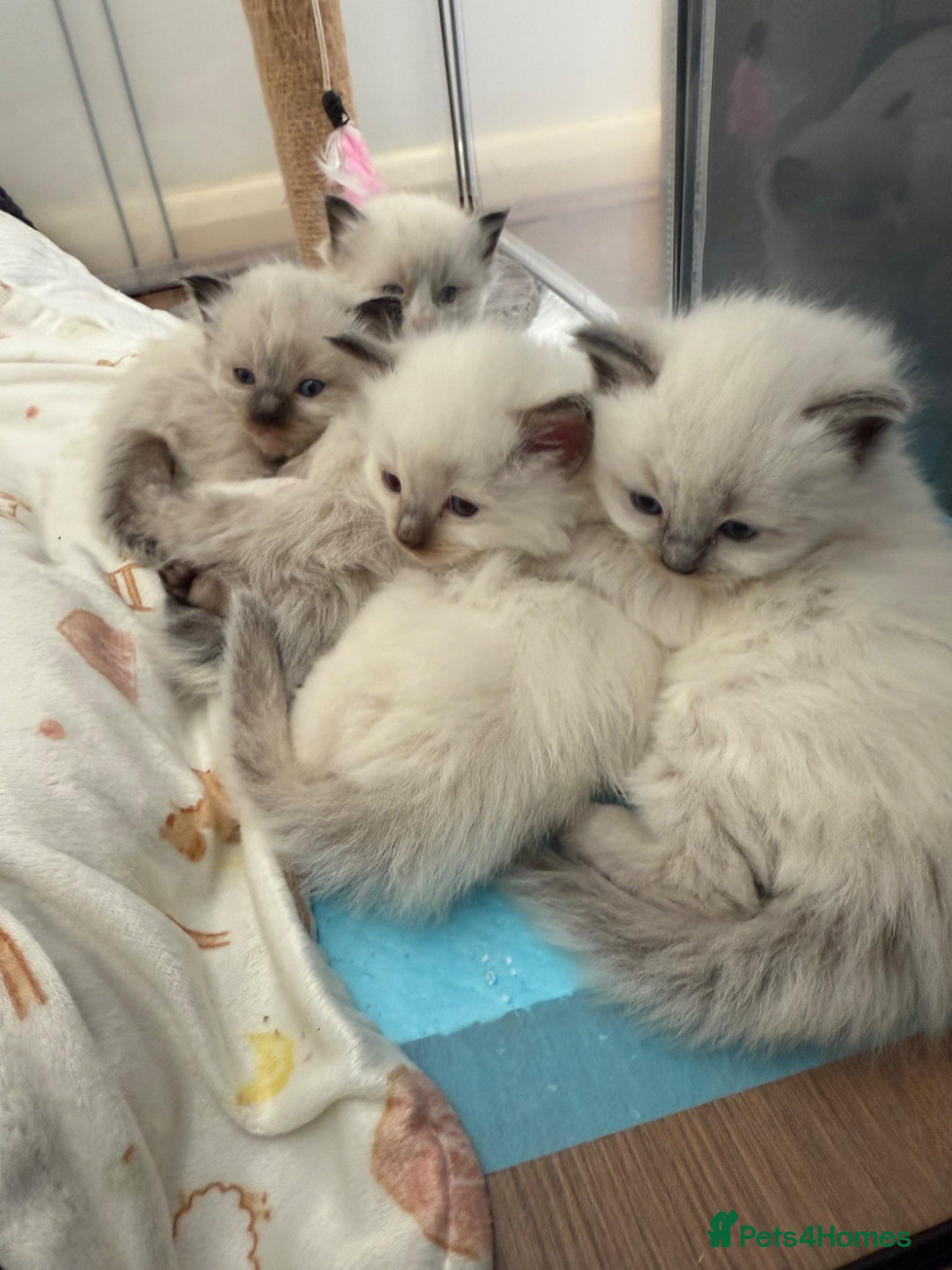 Ragdoll cats 4 Beautiful blue eyed Ragdolls  - Advert 1