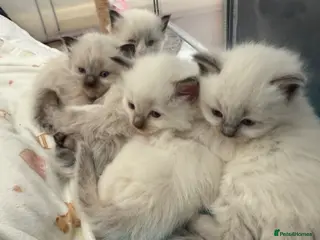 Ragdoll cats 4 Beautiful blue eyed Ragdolls - Advert 1