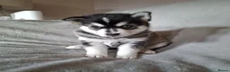 Pomsky dogs for sale: Stunning Pomsky Puppies  - Advert 30