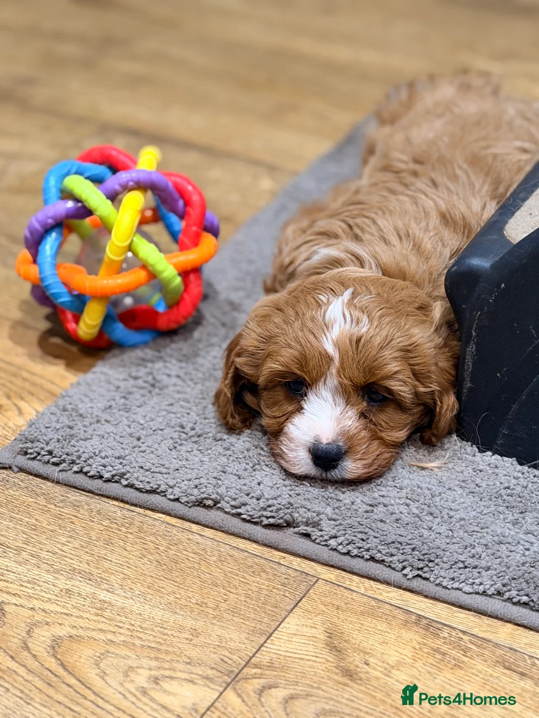 Cavapoo dogs for sale: Health Tested Red Male Cavapoo Puppies - Advert 12