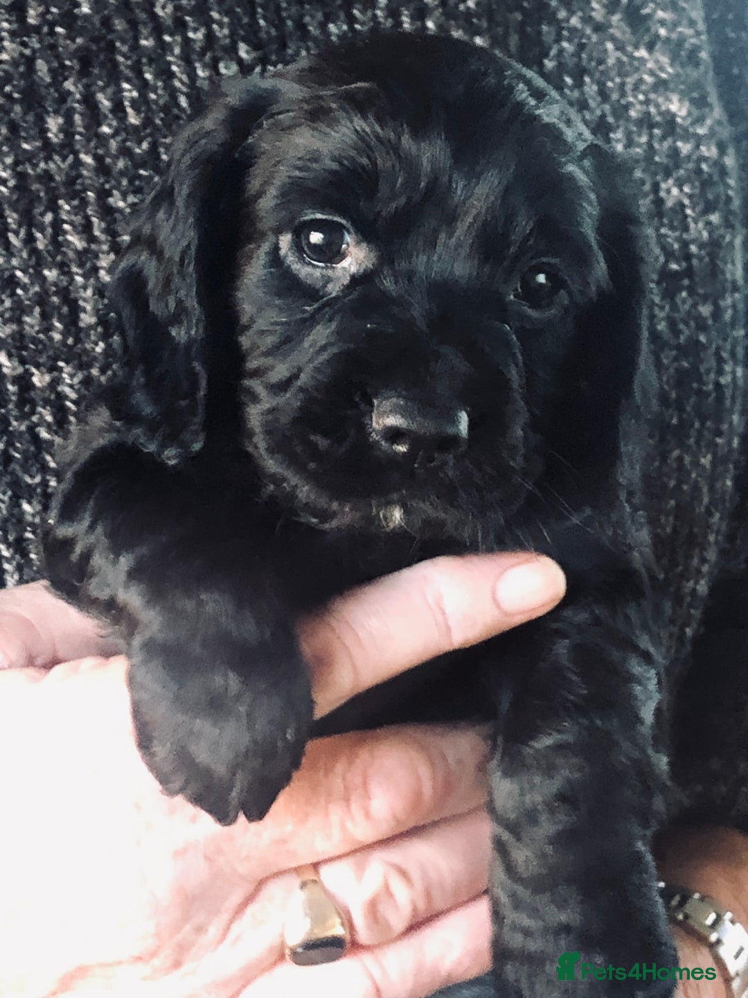 Cocker Spaniel dogs for sale: 2 bitches left - Advert 6