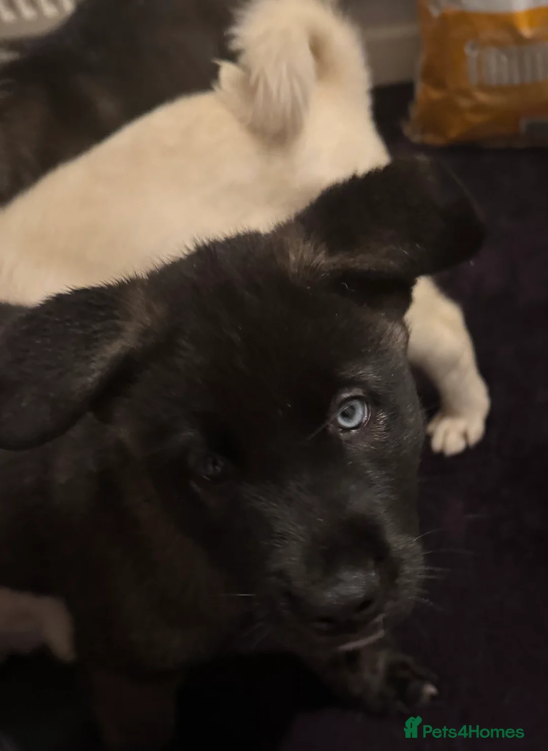 Mixed Breed dogs for sale: 7 beautiful American Akita Puppies ***5 left*** - Advert 18