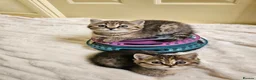Scottish Fold cats for sale: Adorable Scottish Fold Straight Ear Tabby Kittens - Advert 36