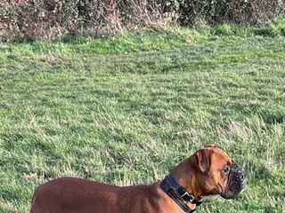 Boxer dogs Boxer puppies red flashy girls bob tails kc reg - Advert 1