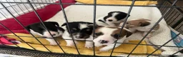 Mixed Breed dogs for sale: 5 adorable Beddy whippet x Jack Russell puppies in Stowmarket - Advert 15