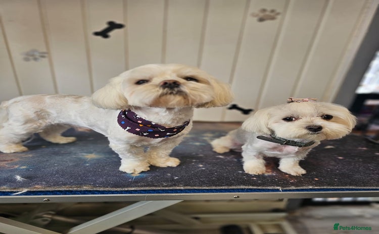 Maltese dogs - Advert 11