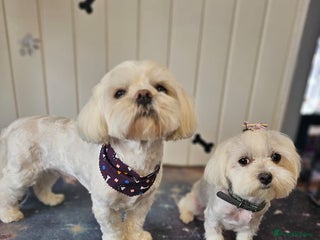 Maltese dogs - Advert 4