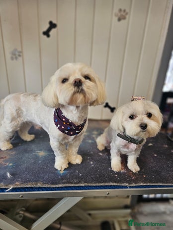 Maltese dogs - Advert 1