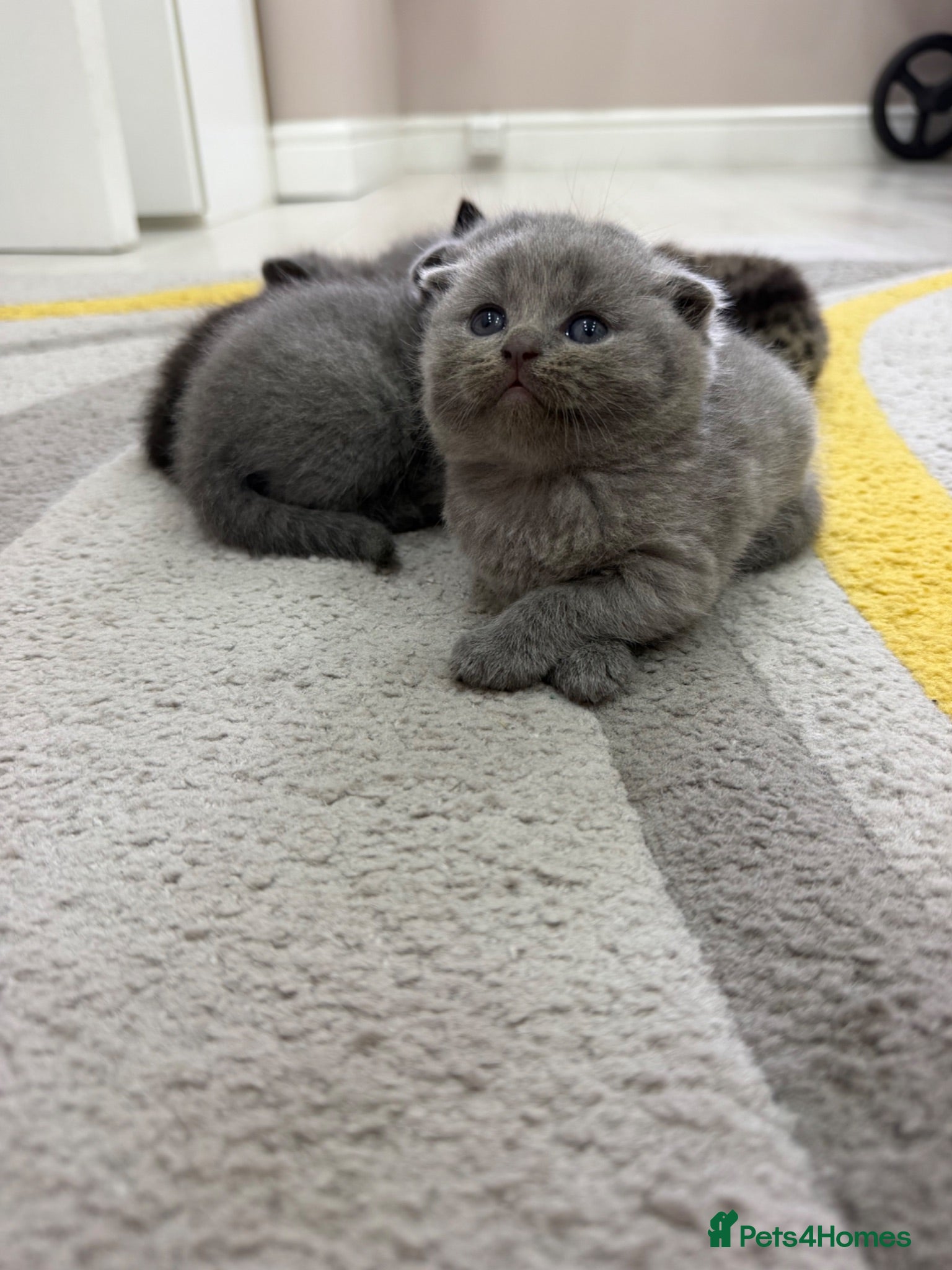 British Shorthair cats Kittens for sale - Advert 12