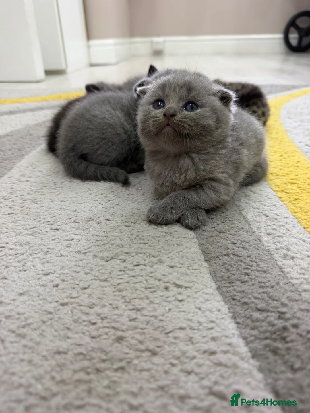 British Shorthair cats for sale: Kittens for sale - Advert 2