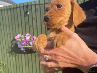 Cockerdor dogs Cockador puppies - Advert 3
