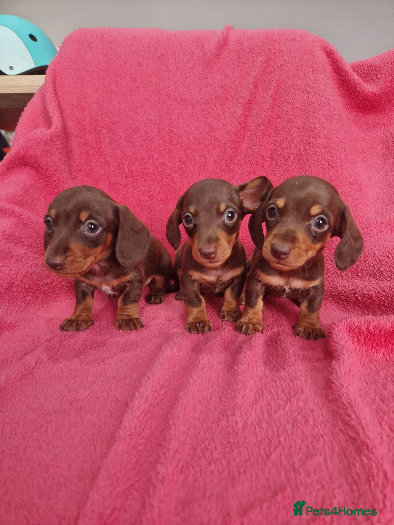 Miniature Dachshund dogs Quality Miniature Dachshund Puppies  - Advert 3