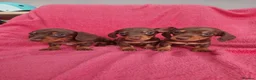 Miniature Dachshund dogs for sale: Quality Miniature Dachshund Puppies  - Advert 1