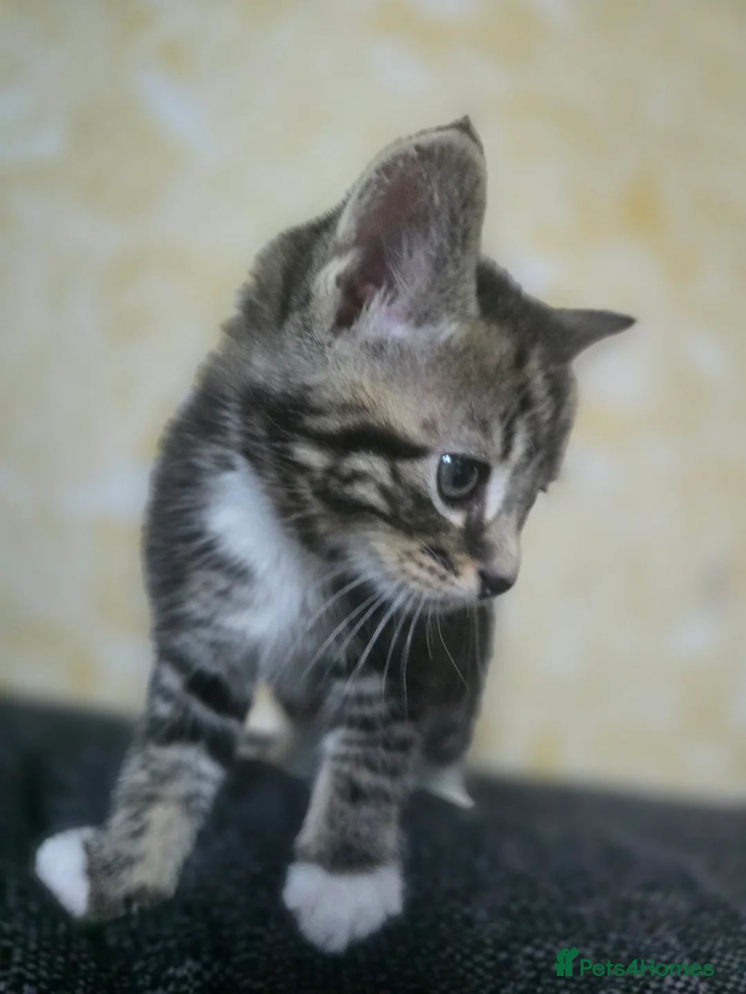 Mixed Breed cats for sale: 4 beautiful kittens 😸  - Advert 2