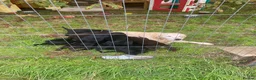 Mixed Breed dogs for sale: *Ready Now!* Golden x Flat coated retriever pups! - Advert 6
