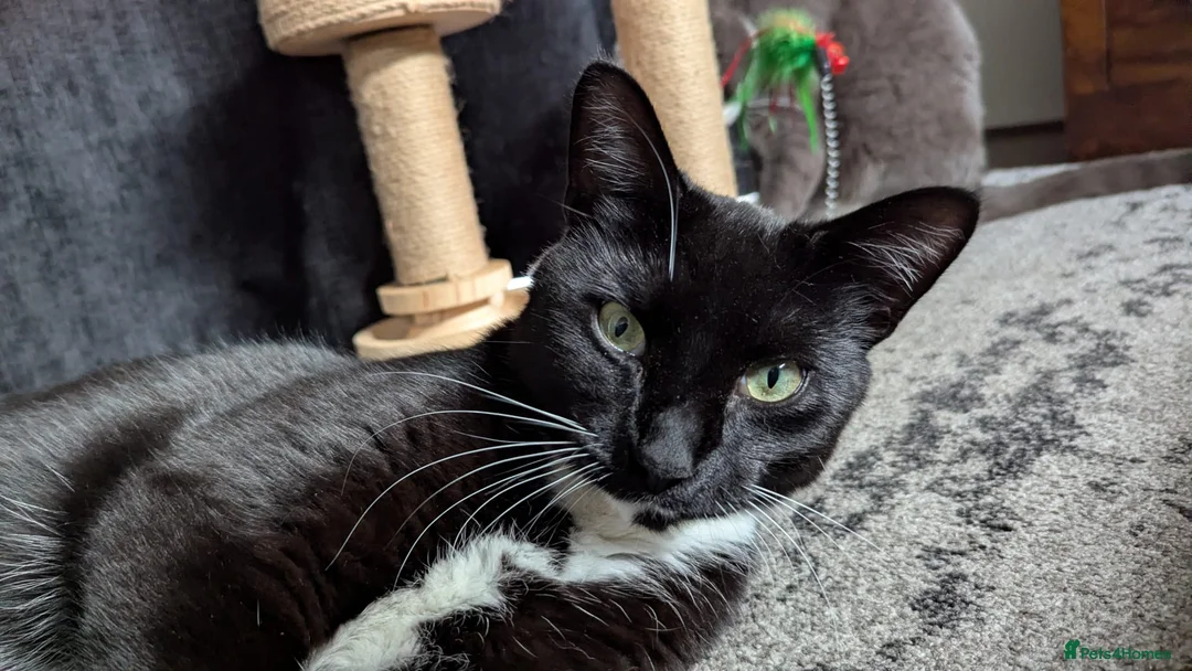 Mixed Breed cats for sale: Sweet tuxedo cat for sale - Advert 5