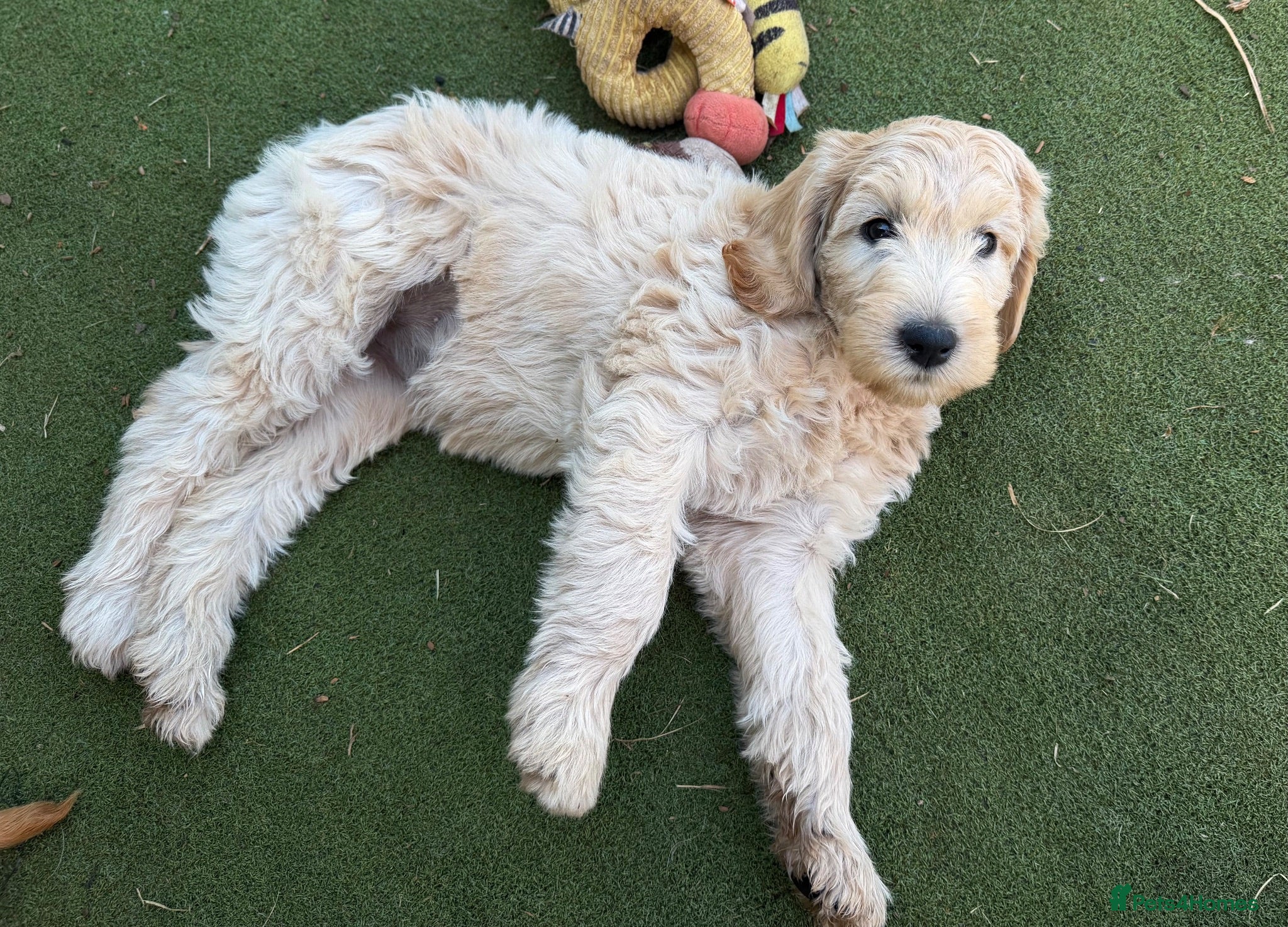 Goldendoodle dogs Beautiful Goldendoodle Puppies Ready Now - Advert 8