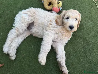 Goldendoodle dogs Beautiful Goldendoodle Puppies Ready Now - Advert 8