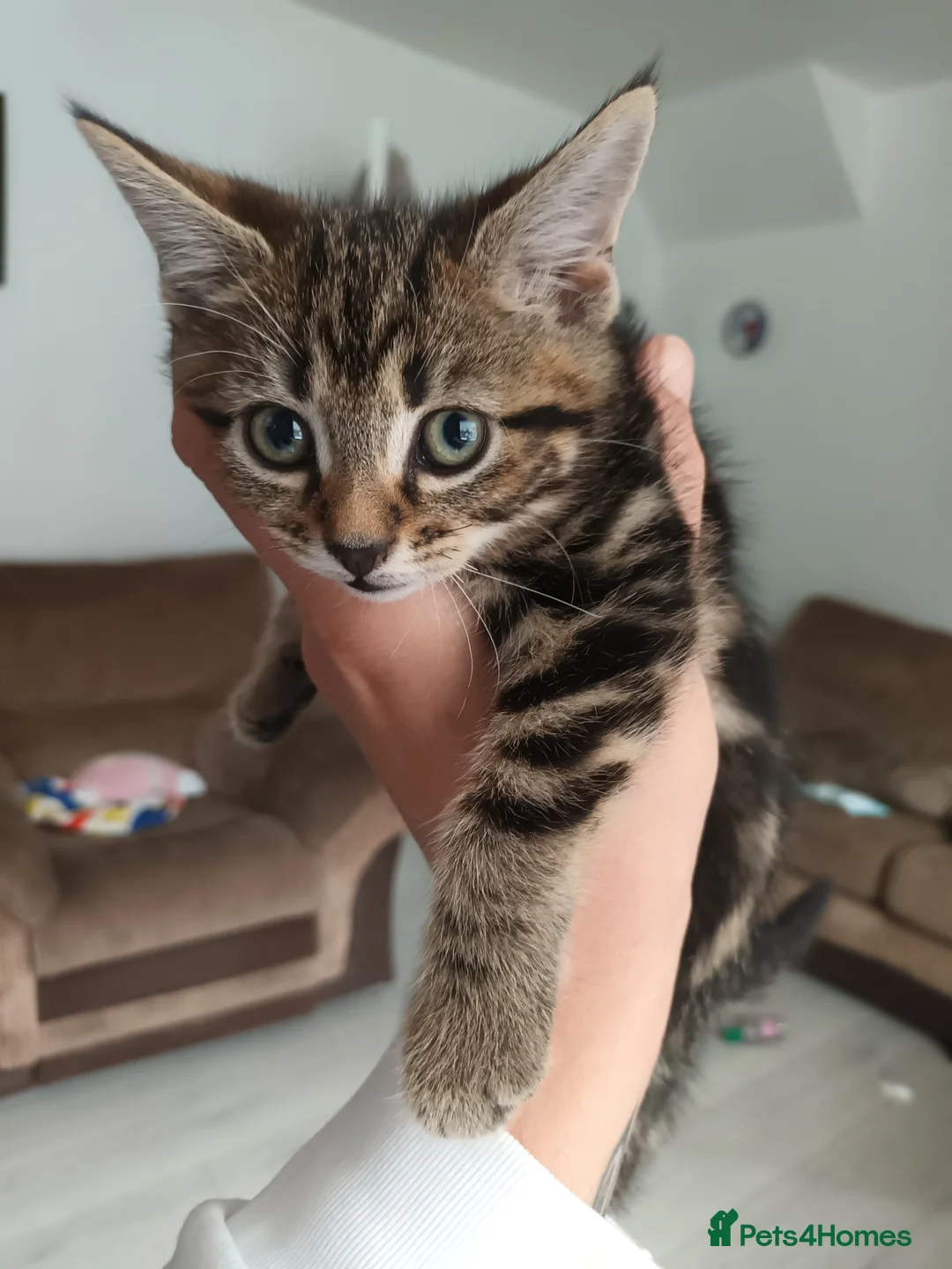 Bengal cats for sale: Russian Blue/Bengal cross kittens - Advert 1