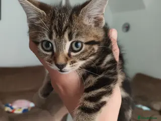 Bengal cats Russian Blue/Bengal cross kittens - Advert 18