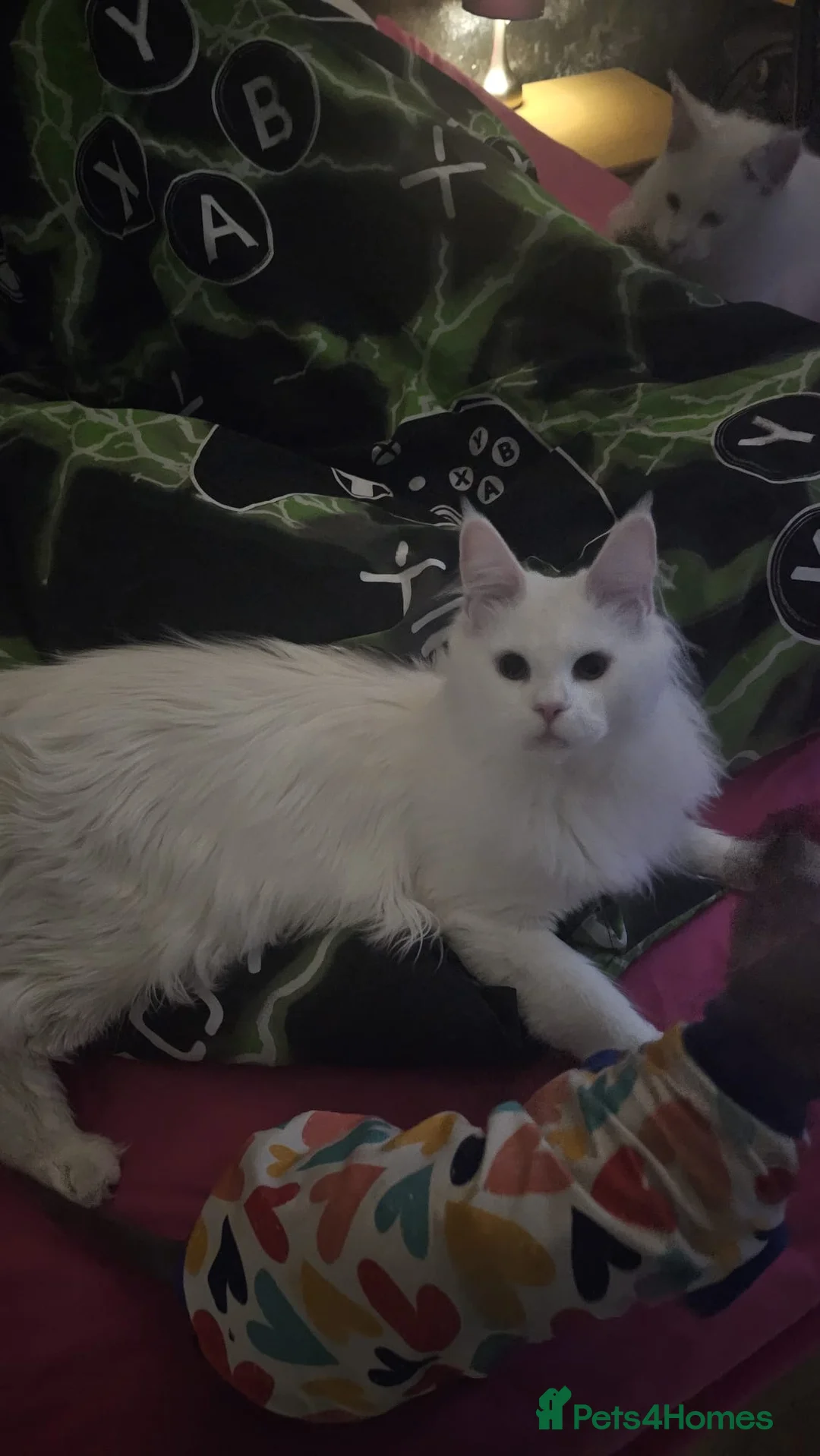 Maine Coon cats for sale: ✨ Stunning White Maine Coon Boy – 10 Months ✨ - Advert 4