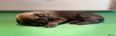 Belgian Shepherd Dog 1