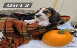 Basset Hound dogs for sale: Stunning Bassett Hound puppies - Image 7