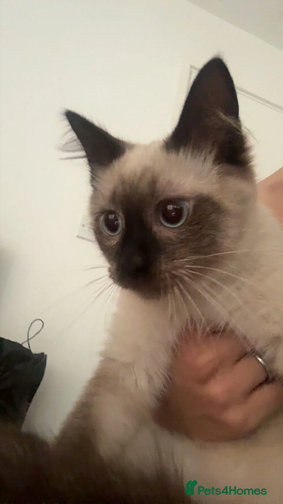 Siamese cats for sale: Stunning Siamese Kitten looking for home in London - Advert 2