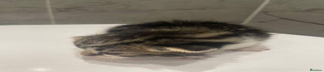 Mixed Breed Kitten 4