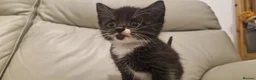 Mixed Breed cats for sale: Ready next week!  - Advert 2