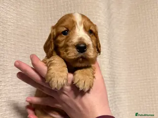 Cocker Spaniel dogs Cocker spaniel pups available to reserve - Advert 12