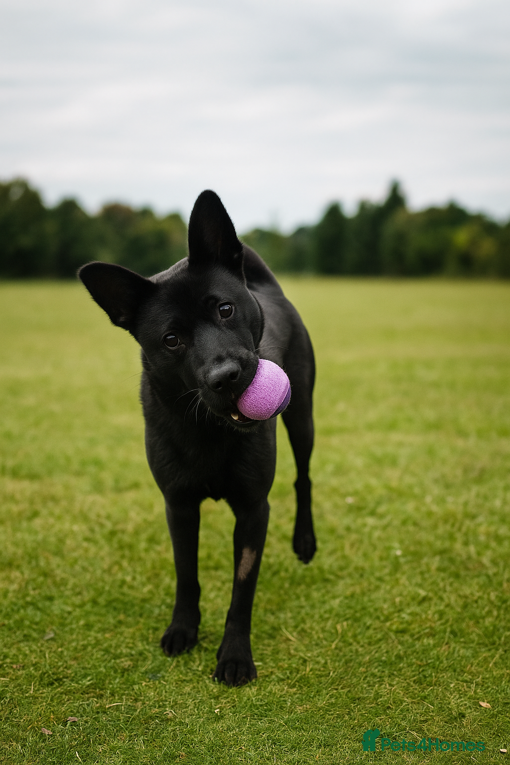 Mixed Breed dogs Raine - Advert 1