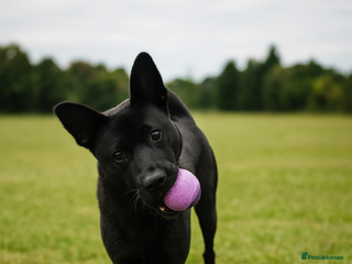 Mixed Breed dogs Raine - Advert 1