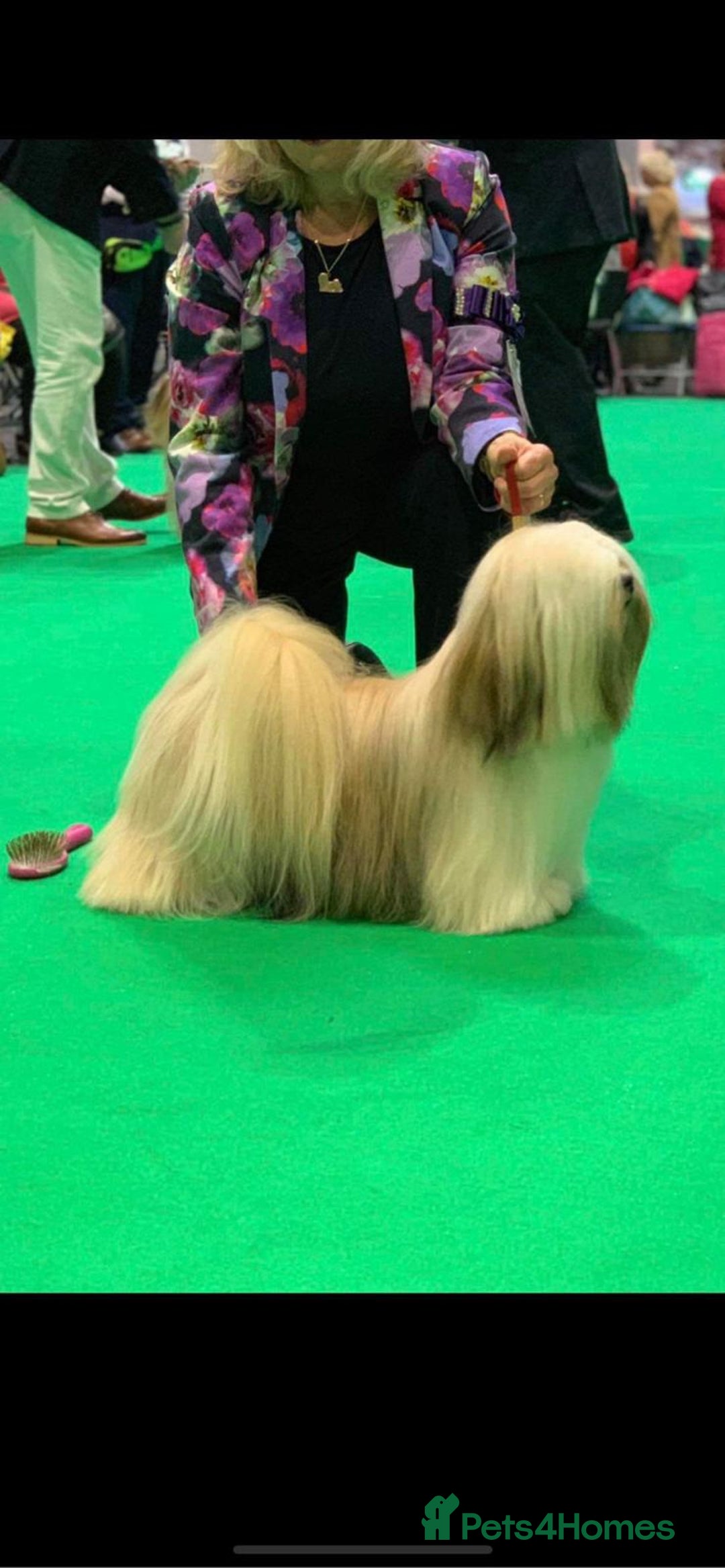 Lhasa Apso dogs for sale: Male Lhasa Apso puppy  - Image 6