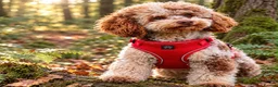 Cockapoo dogs for sale: Minnie & Hugo’s Waiting List  - Advert 2