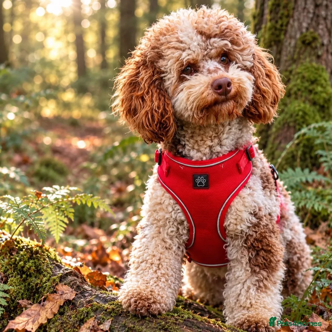 Cockapoo dogs for sale: Minnie & Hugo’s Waiting List  - Advert 2