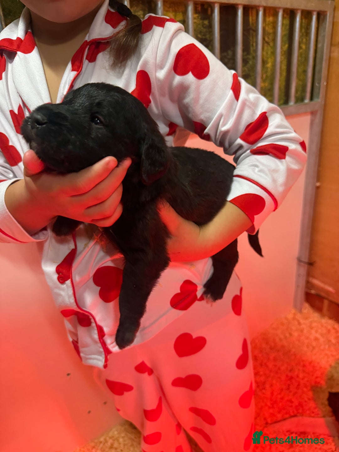 Mixed Breed dogs for sale: Bedlington x whippet Lurcher pups - Image 14
