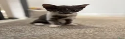 Mixed Breed cats for sale: Stunning lilac grey white kittens  in Rickmansworth - Advert 6