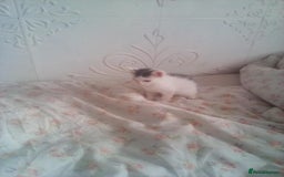 Mixed Breed cats for sale: 7 kittens are ready to go now  - Image 10