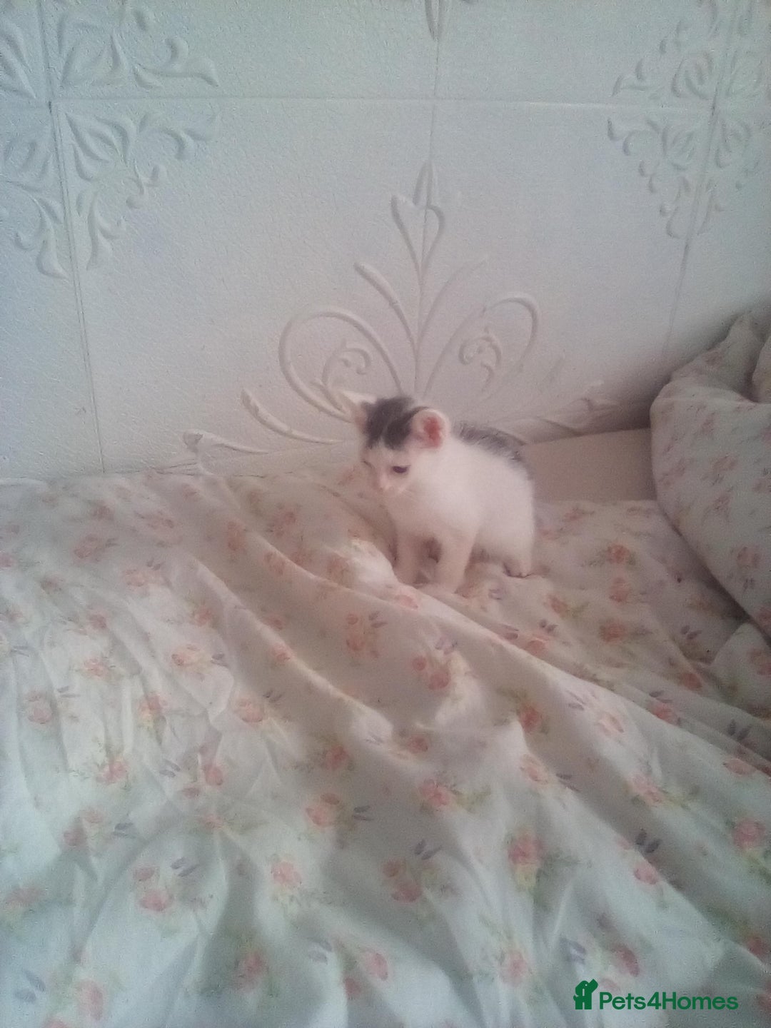 Mixed Breed cats for sale: 7 kittens are ready to go now  - Image 10