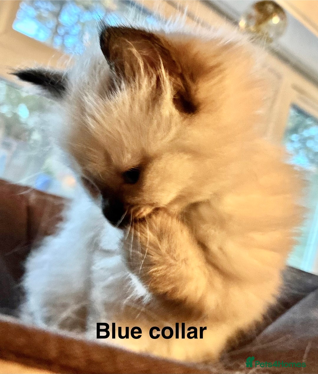 Ragdoll cats for sale: 4 Prebred Ragdolls kittens for sale - Image 3