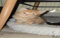 Maine Coon cats for sale: Amazing Mainecoon - Advert 14