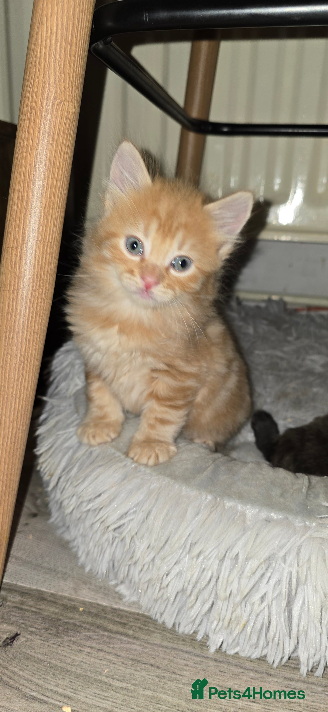 Maine Coon cats for sale: Amazing Mainecoon - Advert 14